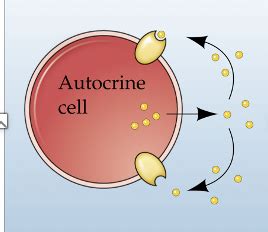 Endocrine role in development Flashcards | Quizlet