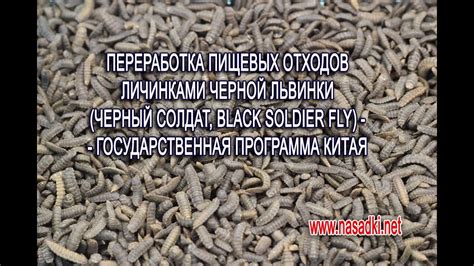 Разведение личинок черной львинки в Китае промышленным способом - YouTube