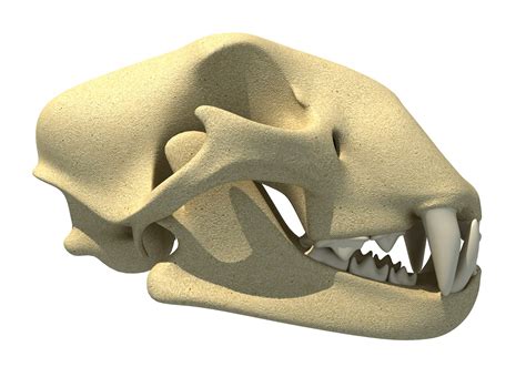 3D Cheetah Skull Skeleton - TurboSquid 1306476