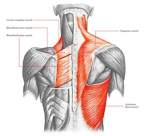 how to get bigger trapezius muscles