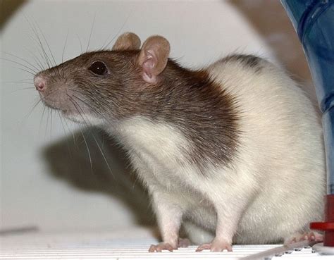 125+ Cute and Clever Names for Your Pet Rat - HubPages