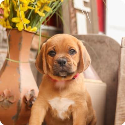 Puggle Puppies for Sale | Buckeye Puppies