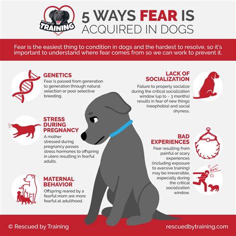 how to get over fear of dogs