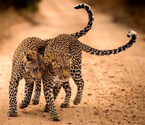 kruger national park vital information national parks  africa