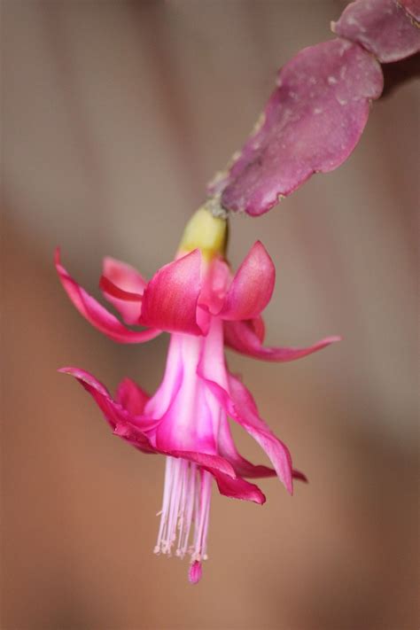 Cactus Flowers To Flourish - Free photo on Pixabay - Pixabay