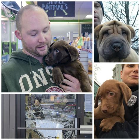 Police Recover Stolen Puppies | Concord, NH Patch