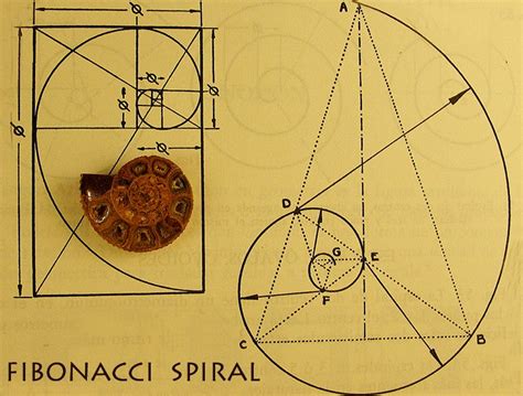 109120588.WXx91TJ4.Fibonaccispiral.pb.jpg (763×579) | spiral ...