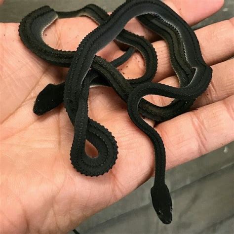 Snakes Can Be Friends | Animals
