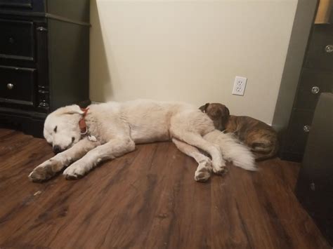 my 2 1/2 year old great pyrenees with one of my 8 month old pitbull