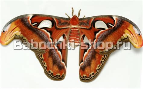 Бабочка Аттакус Атлас 18-25 см (Attacus Atlas) - Живые бабочки в Москве ...