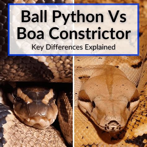 Ball Python Vs Boa Constrictor: Understanding the Key Differences