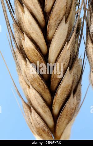 Wild wheat (Triticum boeoticum Stock Photo - Alamy