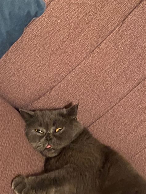 милашка кот