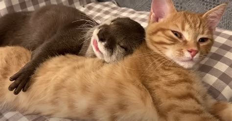 Watch a Baby Otter Cuddling With Her Orange Cat Friend