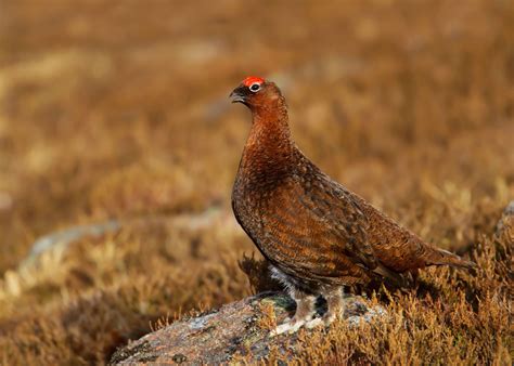 WATERSHED PROJECT HIGHLIGHTS CONSERVATION BENEFITS OF GROUSE MOOR ...