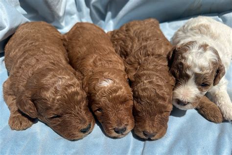Petite Mini Goldendoodles by Gidget x Arthur, Ready 8/23/25 - Goldendoodle Breeder