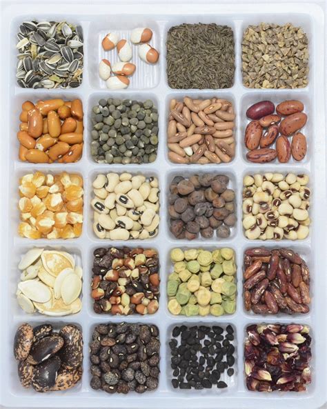 How to buy seeds for your garden