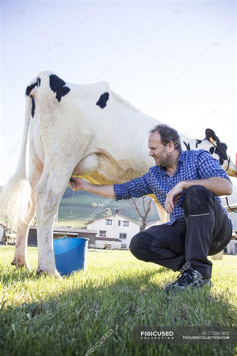 Milk production - Stock Photos, Royalty Free Images | Focused