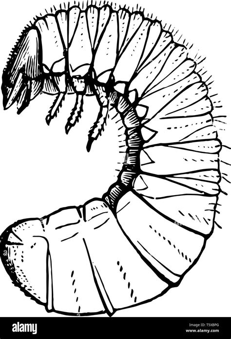 larvae black  white stock  images alamy