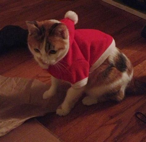 sweaters on cats 5