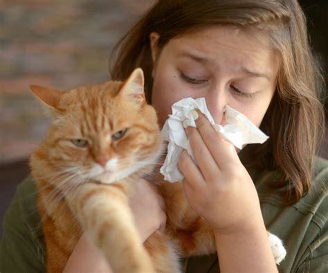 Natural Remedies to Alleviate Allergies to Cats