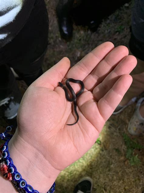 tiny little ring neck snake found during a herp class walk, onslow
