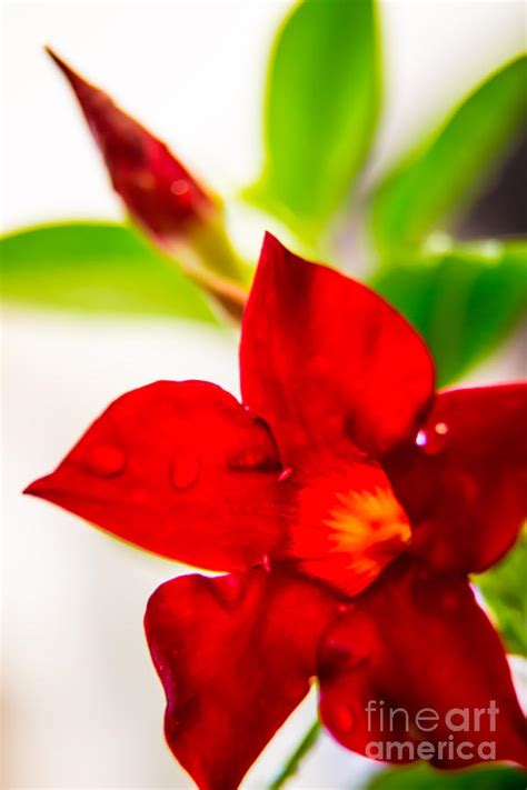Dipladenia Photograph by Olga Photography