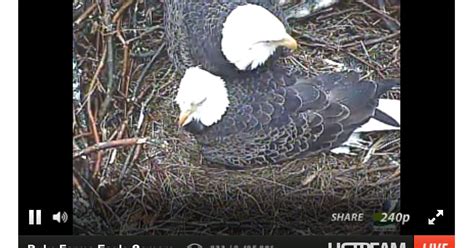 WATCH LIVE: Eagle Cam at Duke Farms, Hillsborough