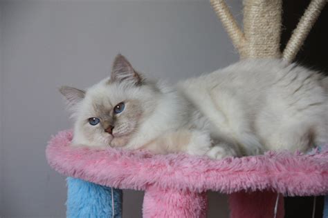 Geïsha – Femelle Lilac Tabby | Sacré de Birmanie
