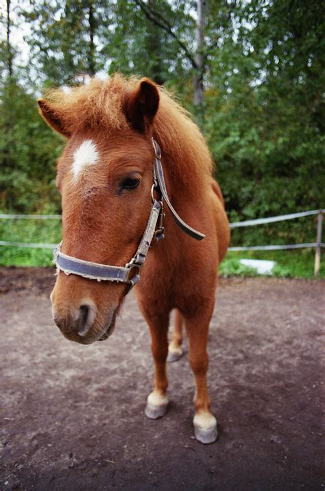 Ruskea poni | Elektrojänis | Flickr