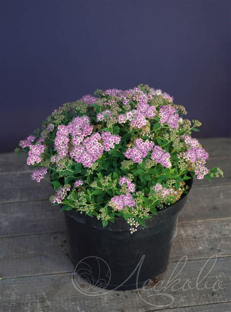 Спирея японская (Spiraea japonica `Nana` var `Alpina`) - Спирея ...