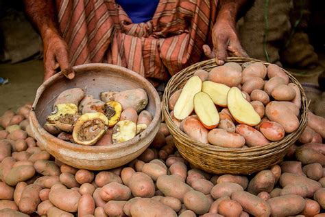 Partnership on track to give Bangladeshi and Indonesian farmers disease ...