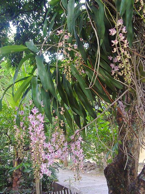 terbaru  bunga anggrek kuku macan gambar bunga indah