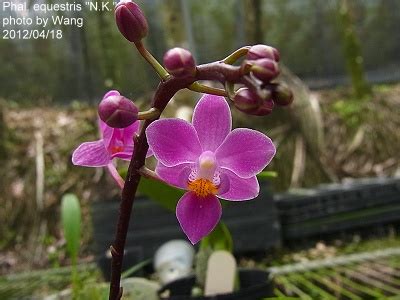 Phal. equestris
