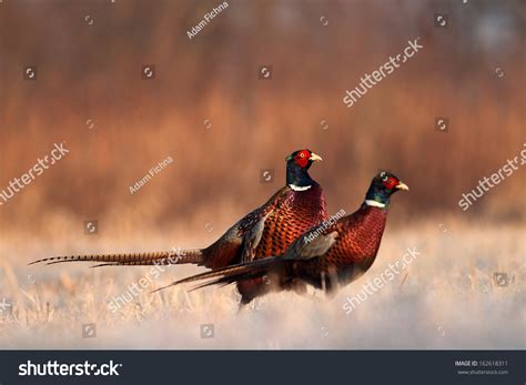 pheasant hunting stock  images photography shutterstock