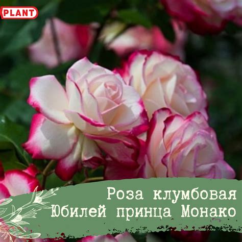Юбилей принца Монако