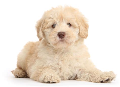 labradoodle puppies  sale  texas