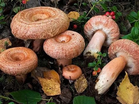 Гриб волнушка (Lactarius): где растет, когда собирать, виды, фото