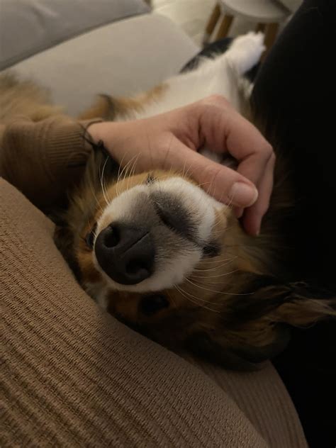 Scratch training for Yuuki's nails (she hates clippers) : r/swedishvallhund