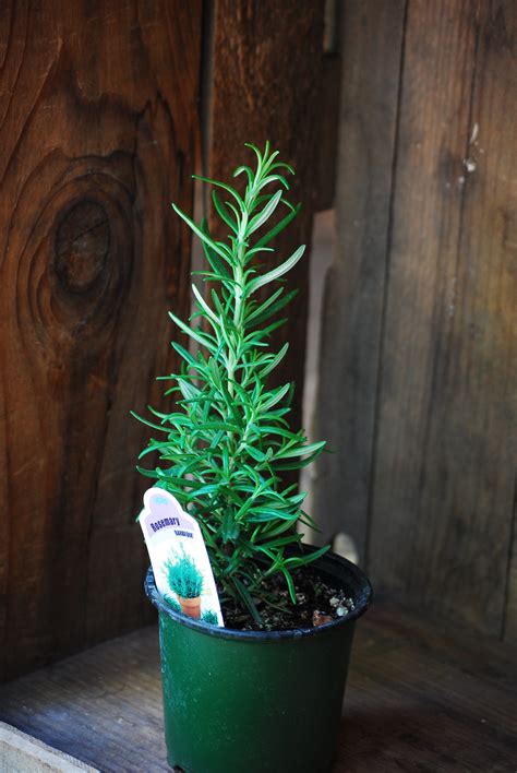 8 Beneficial Herbs to Grow for Chickens - The Pioneer Chicks