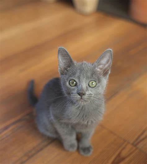 Korat Cat Breed Information, Characteristics & How to Take Care