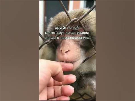 не буду показывать пальцем #мем#мемы - YouTube