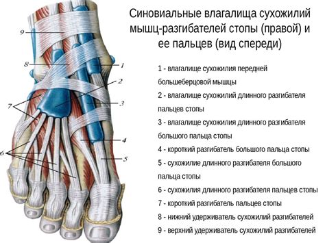 Мышцы нижней конечности - презентация онлайн