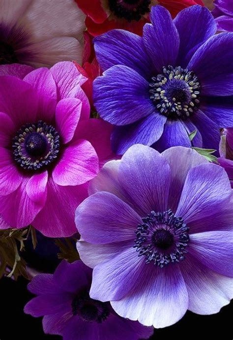 Pin by Kathy Wilfong on {I love Flowers} | Beautiful flowers, Pink and ...