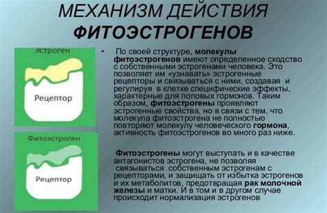 Применение фитоэстрогенов для увеличения бюста (груди)
