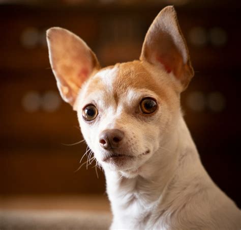 Comprehensive Guide to Chihuahua Lifespan and Care Tips