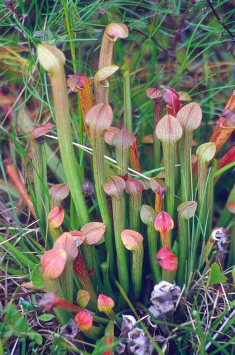 Sarracenia rubra (Miniature Huntsman Horn, purple Pitcherplant, Red ...