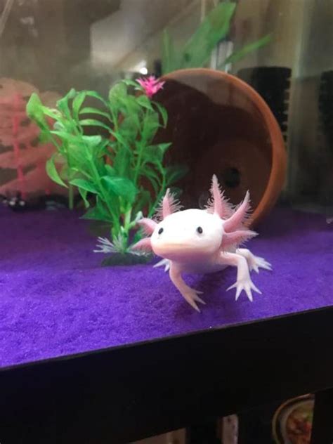 The Basics of Axolotl Care - HubPages