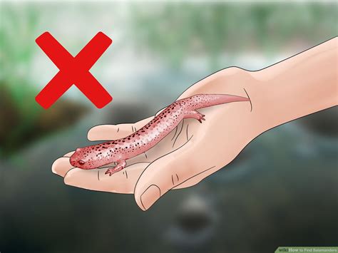 Pet Salamanders Types