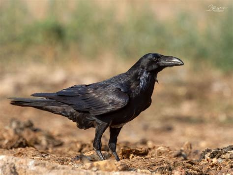 common raven greek nature encyclopedia